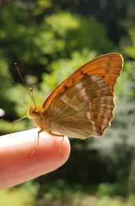 Leichtigkeit im Leben durch Transformation